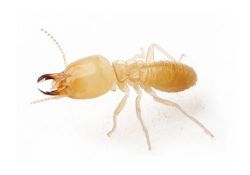 thumb termite